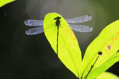 drayonfly under a leaf